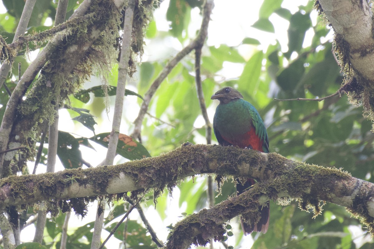 Goldkopftrogon - ML647059602