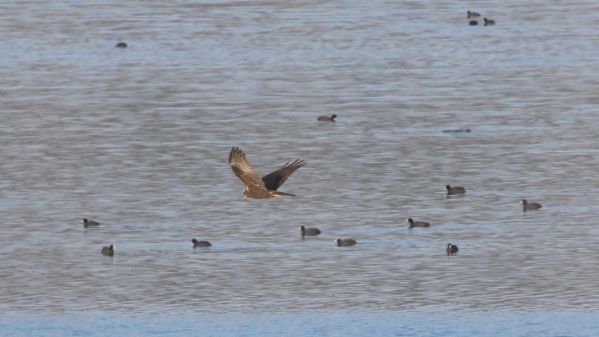 Western Marsh Harrier - ML647059603