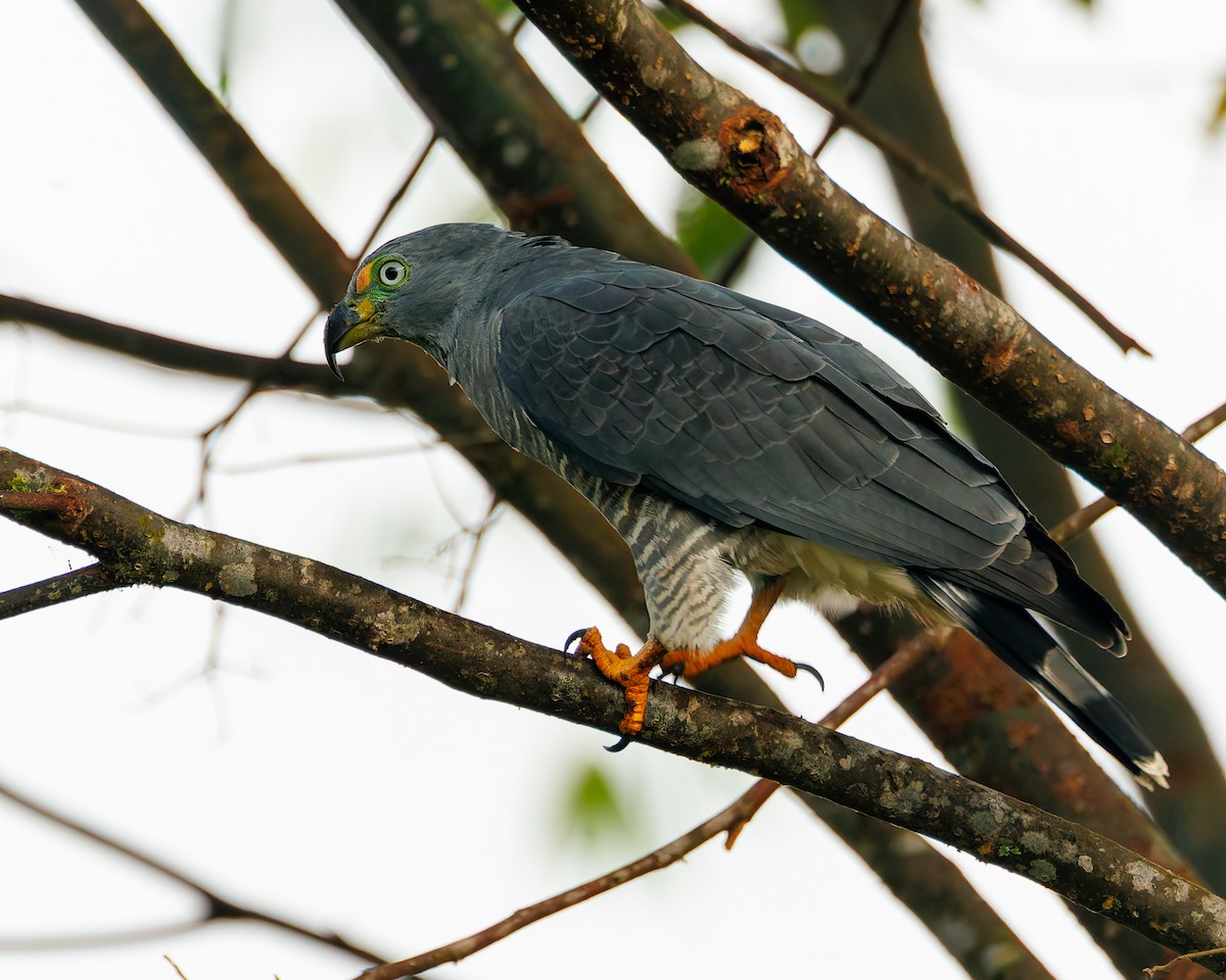 Hook-billed Kite - ML647059605