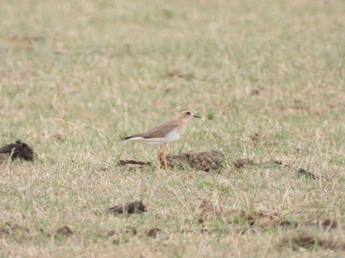 Пісочник довгоногий - ML647059606