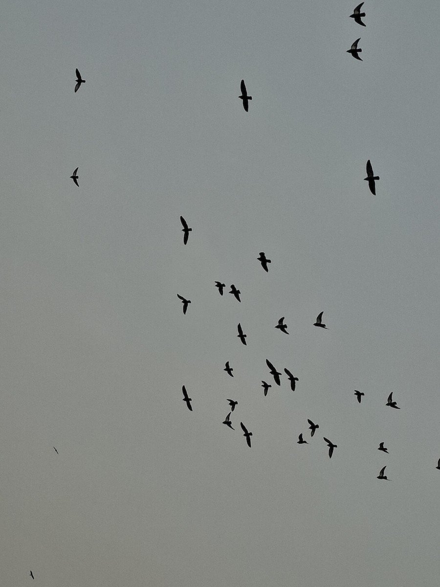 Rock Pigeon (Feral Pigeon) - ML647059609