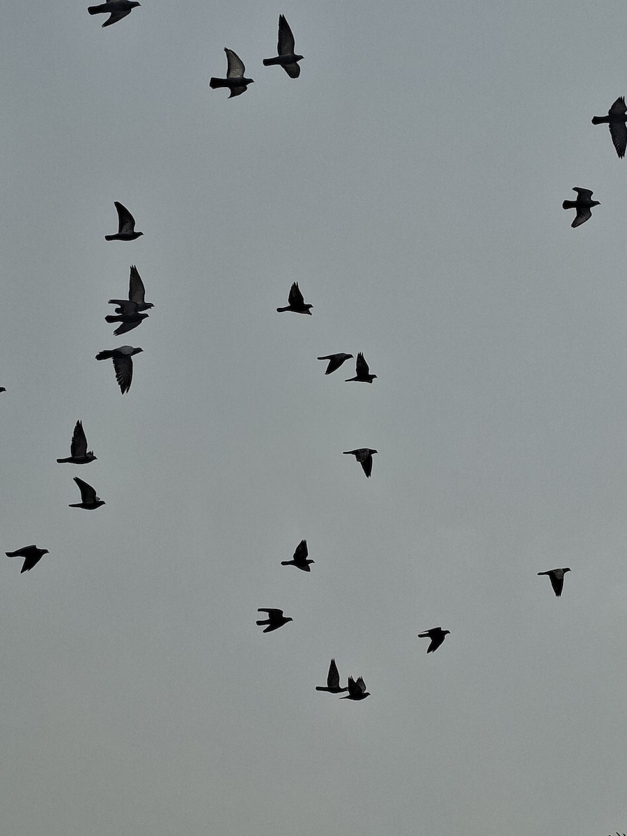 Rock Pigeon (Feral Pigeon) - ML647059611