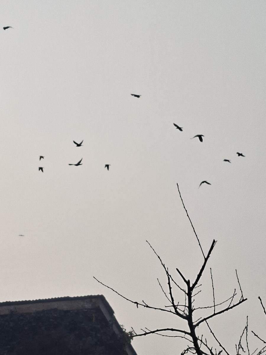 Rock Pigeon (Feral Pigeon) - ML647059613