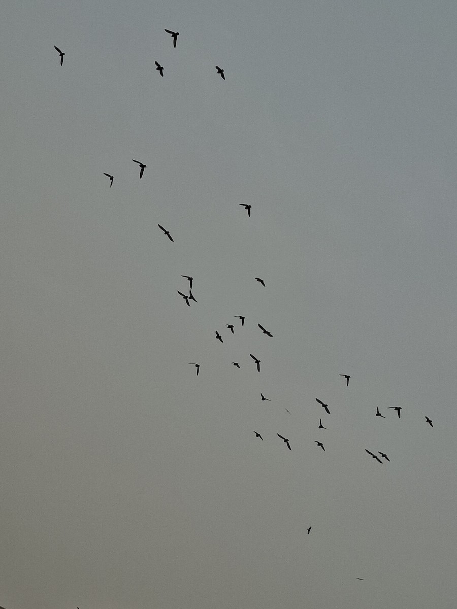 Rock Pigeon (Feral Pigeon) - ML647059614