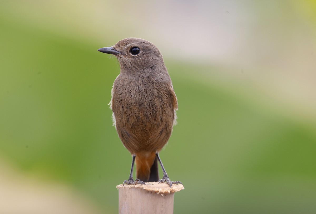 Pied Bushchat - ML647059615