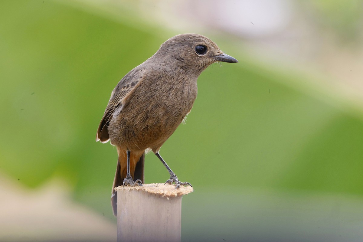 Pied Bushchat - ML647059616