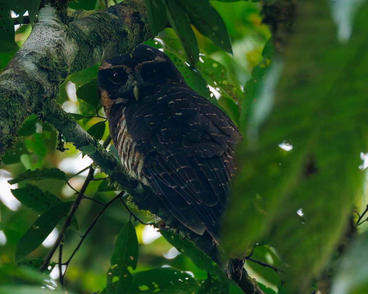 Band-bellied Owl - ML647059628