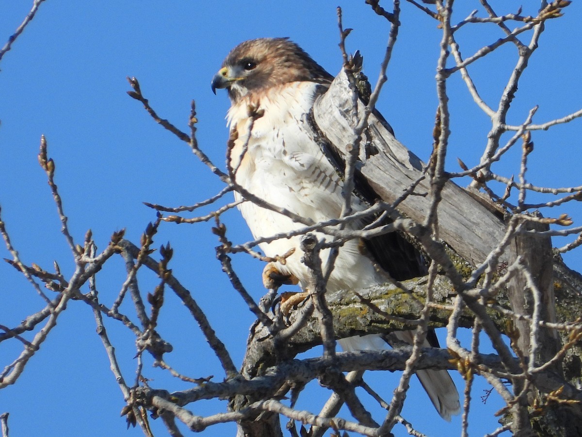 Red-tailed Hawk - ML647059629