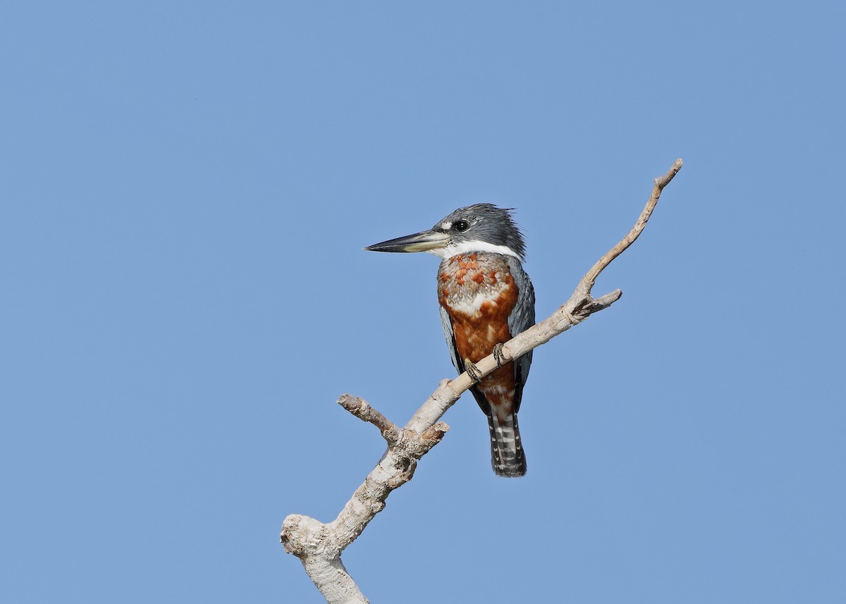Ringed Kingfisher - ML647059633