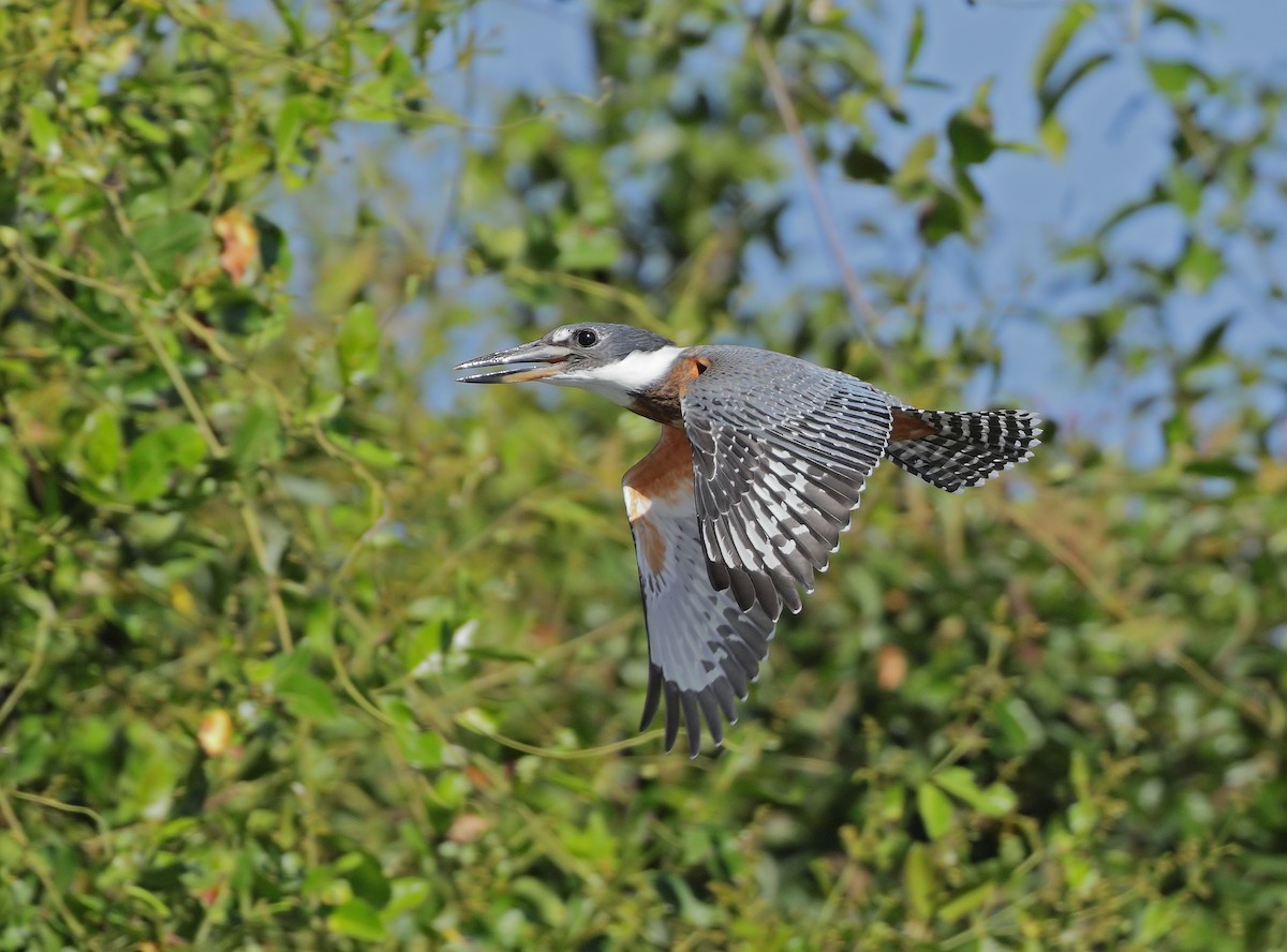 Ringed Kingfisher - ML647059634