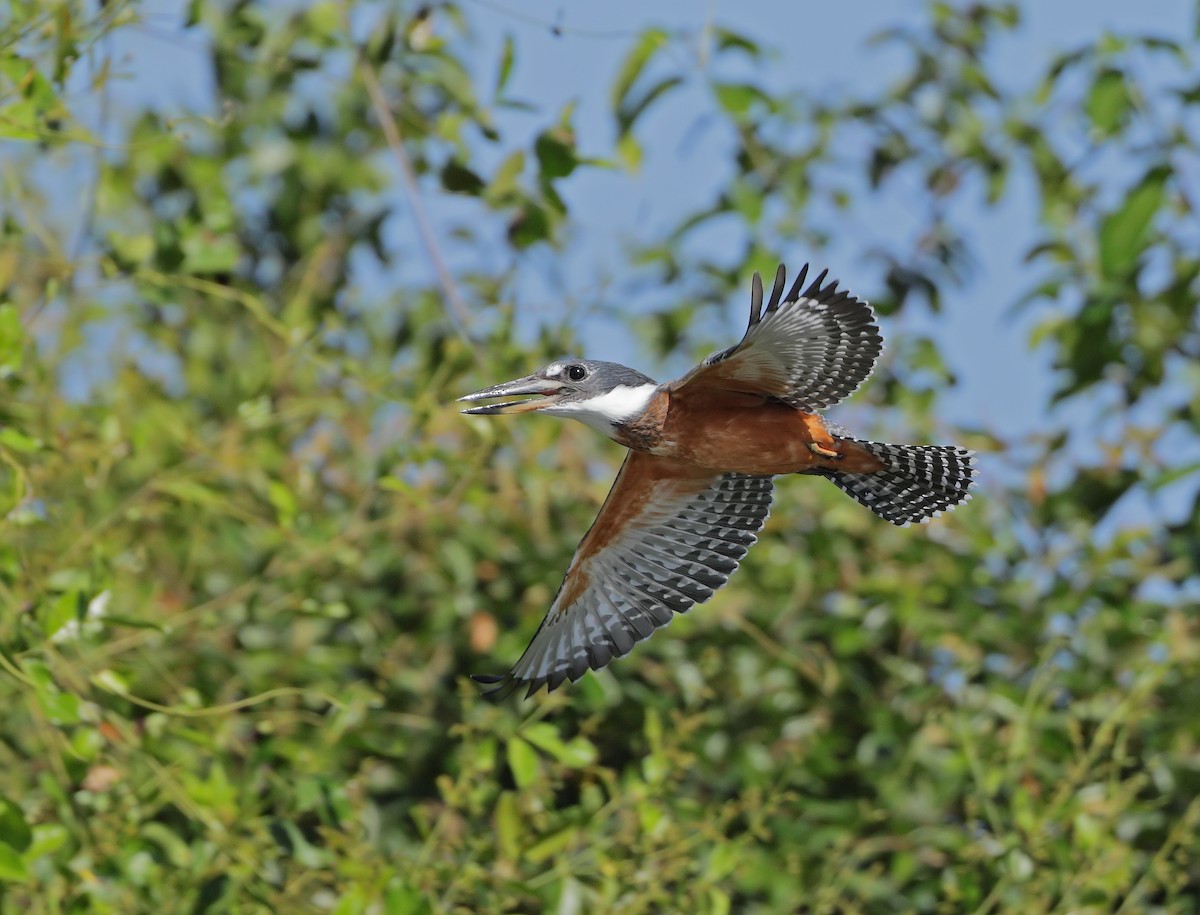 Ringed Kingfisher - ML647059635
