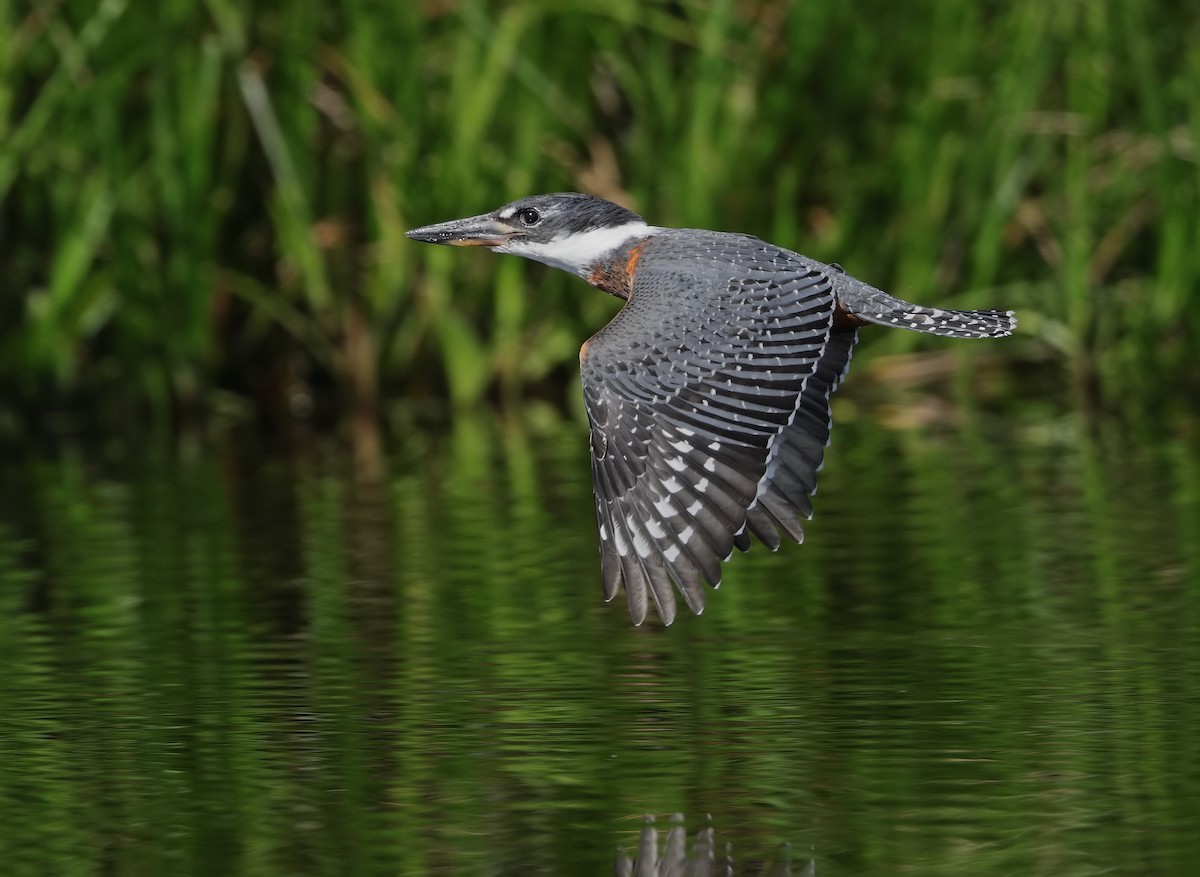 Ringed Kingfisher - ML647059636
