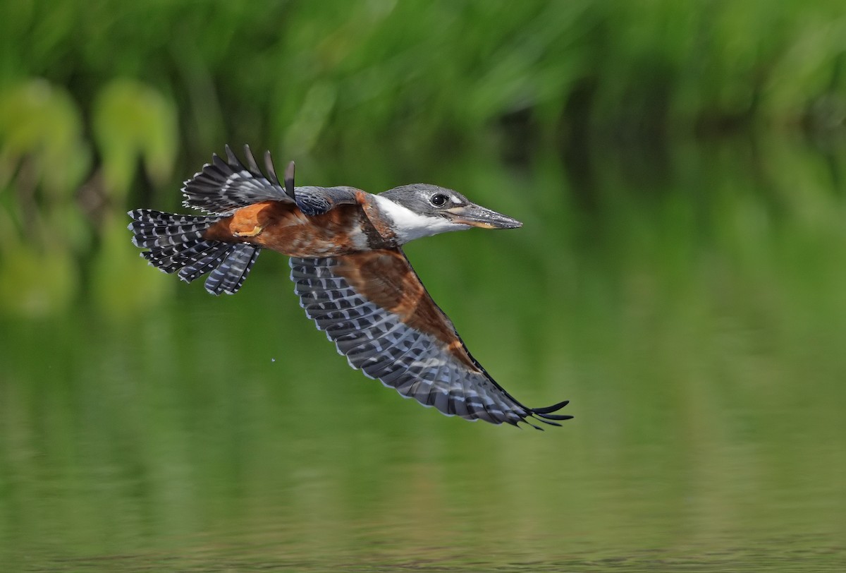 Ringed Kingfisher - ML647059637