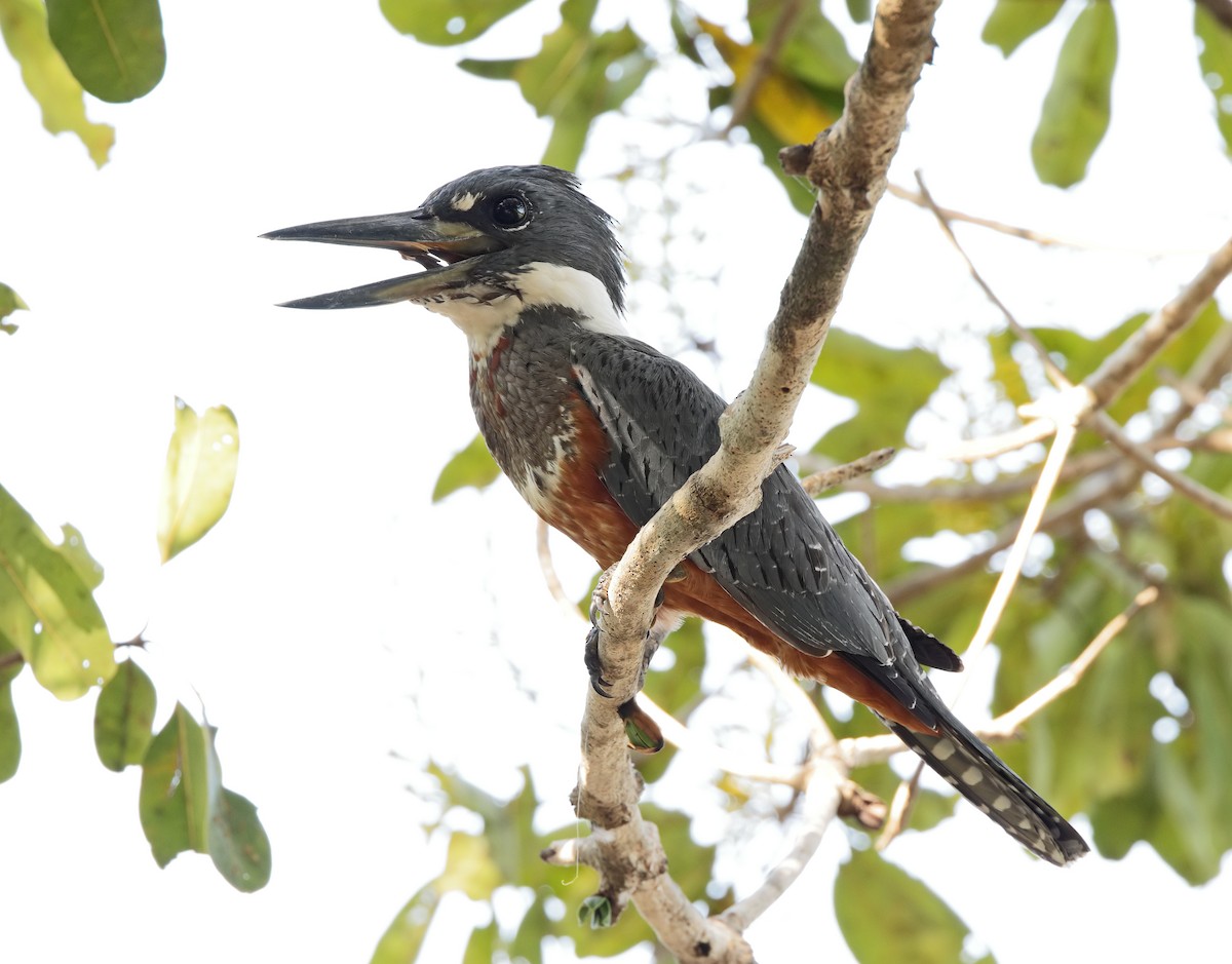 Ringed Kingfisher - ML647059638