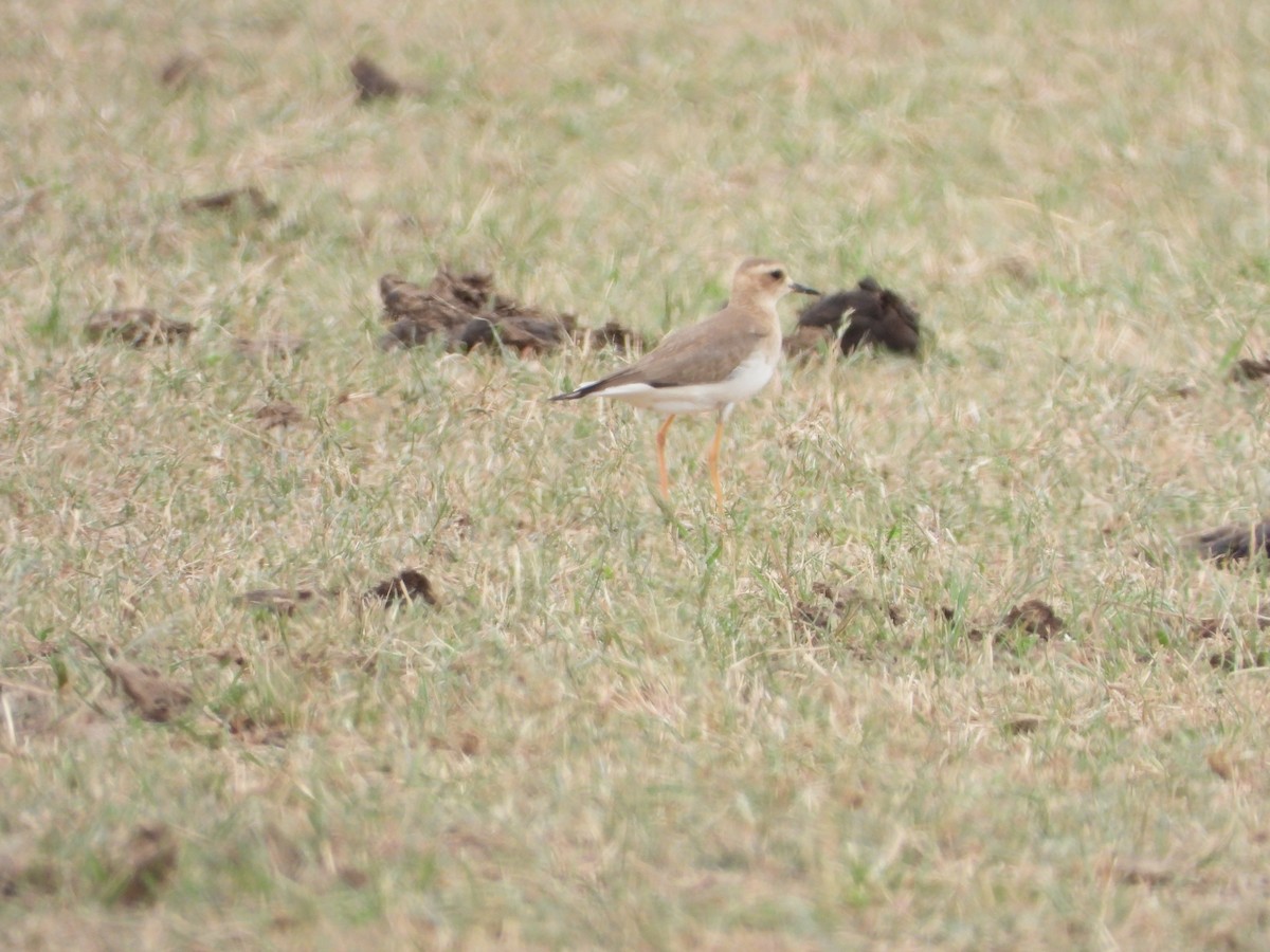 Пісочник довгоногий - ML647059643