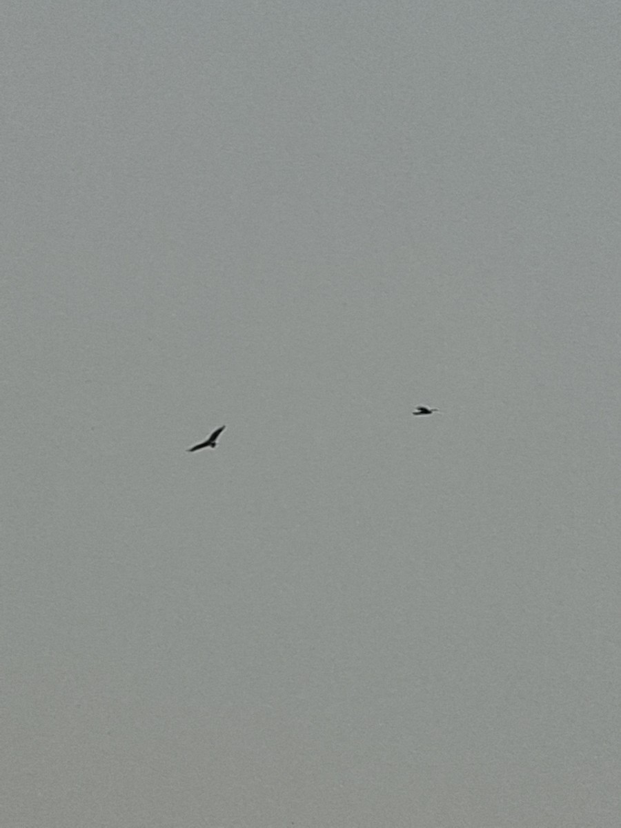 Black Kite - ML647059646