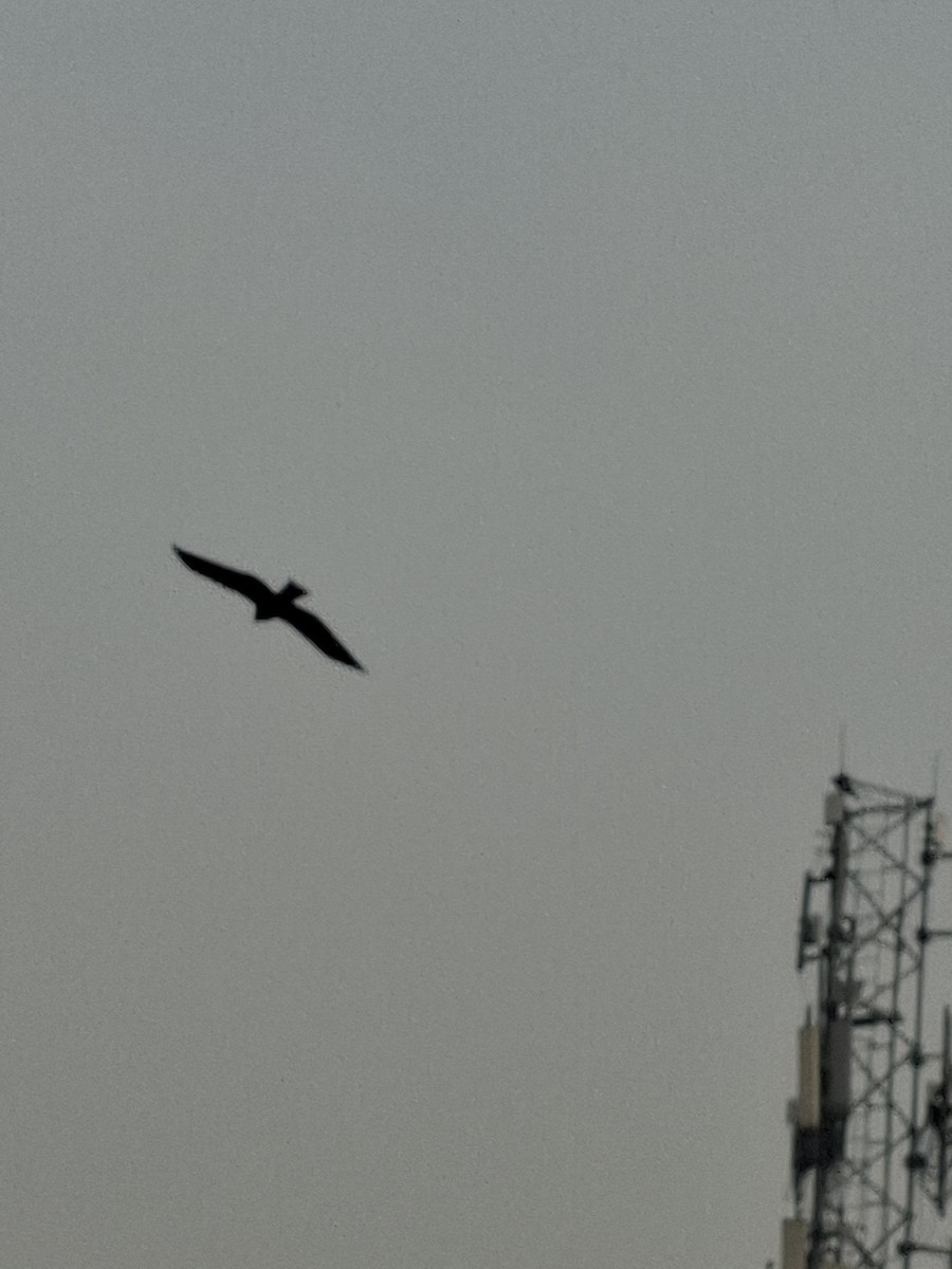 Black Kite - ML647059647