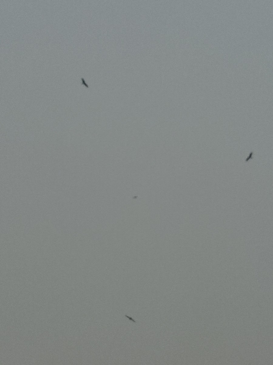 Black Kite - ML647059648