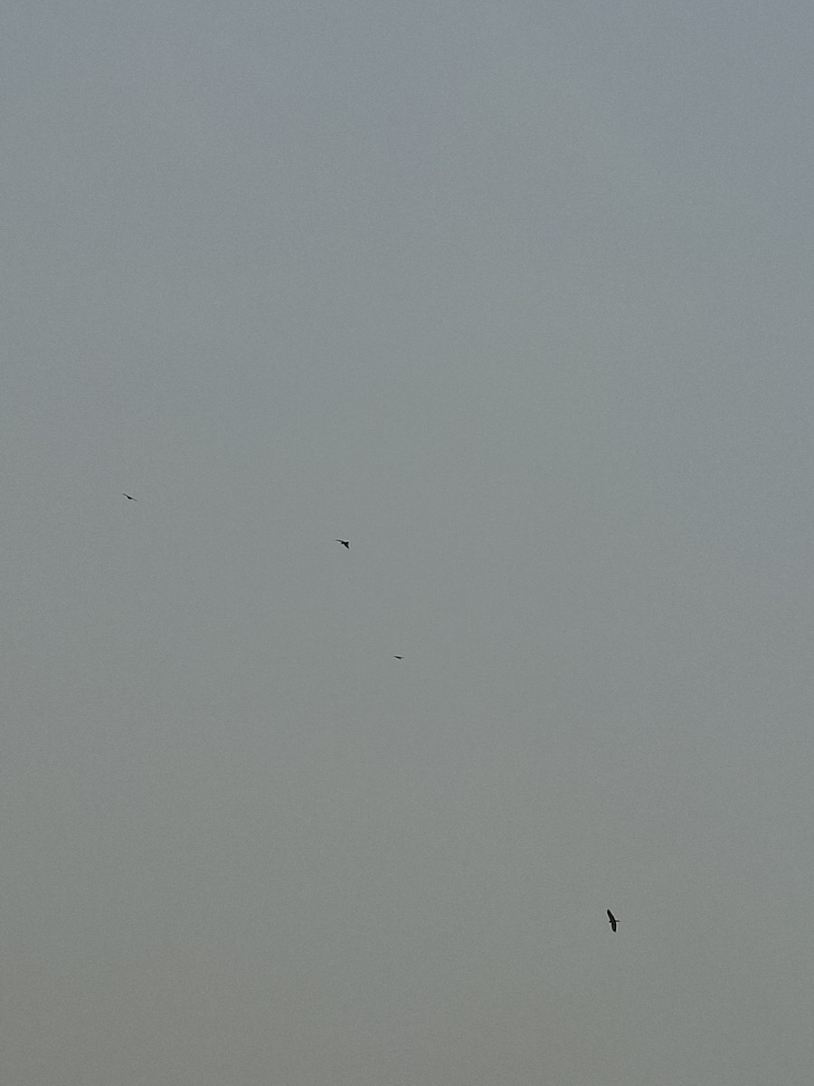 Black Kite - ML647059649