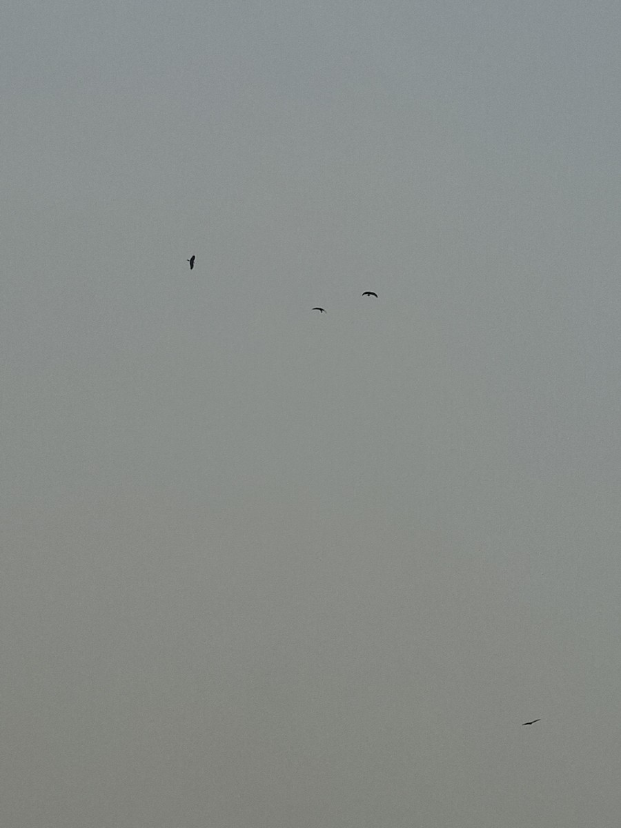 Black Kite - ML647059650