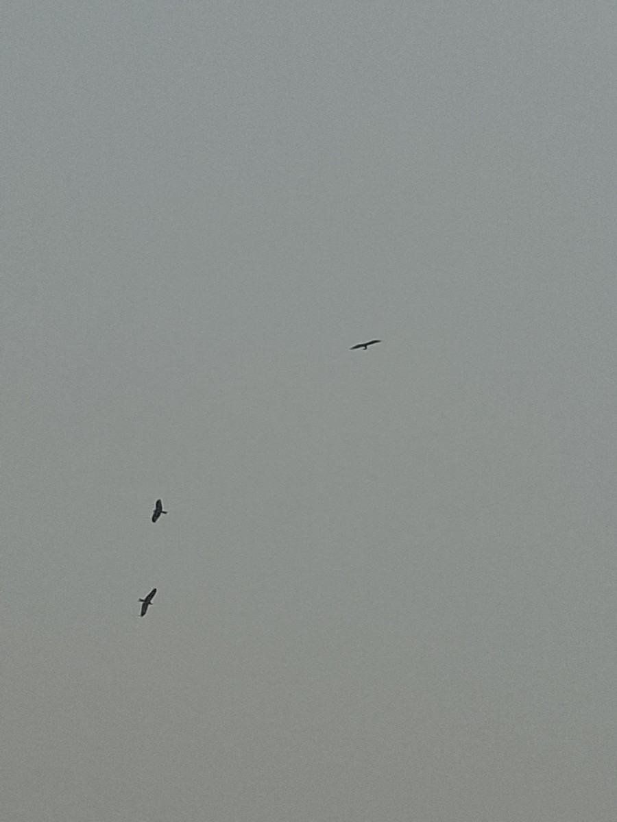 Black Kite - ML647059652