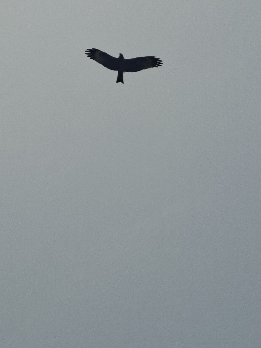 Black Kite - ML647059653