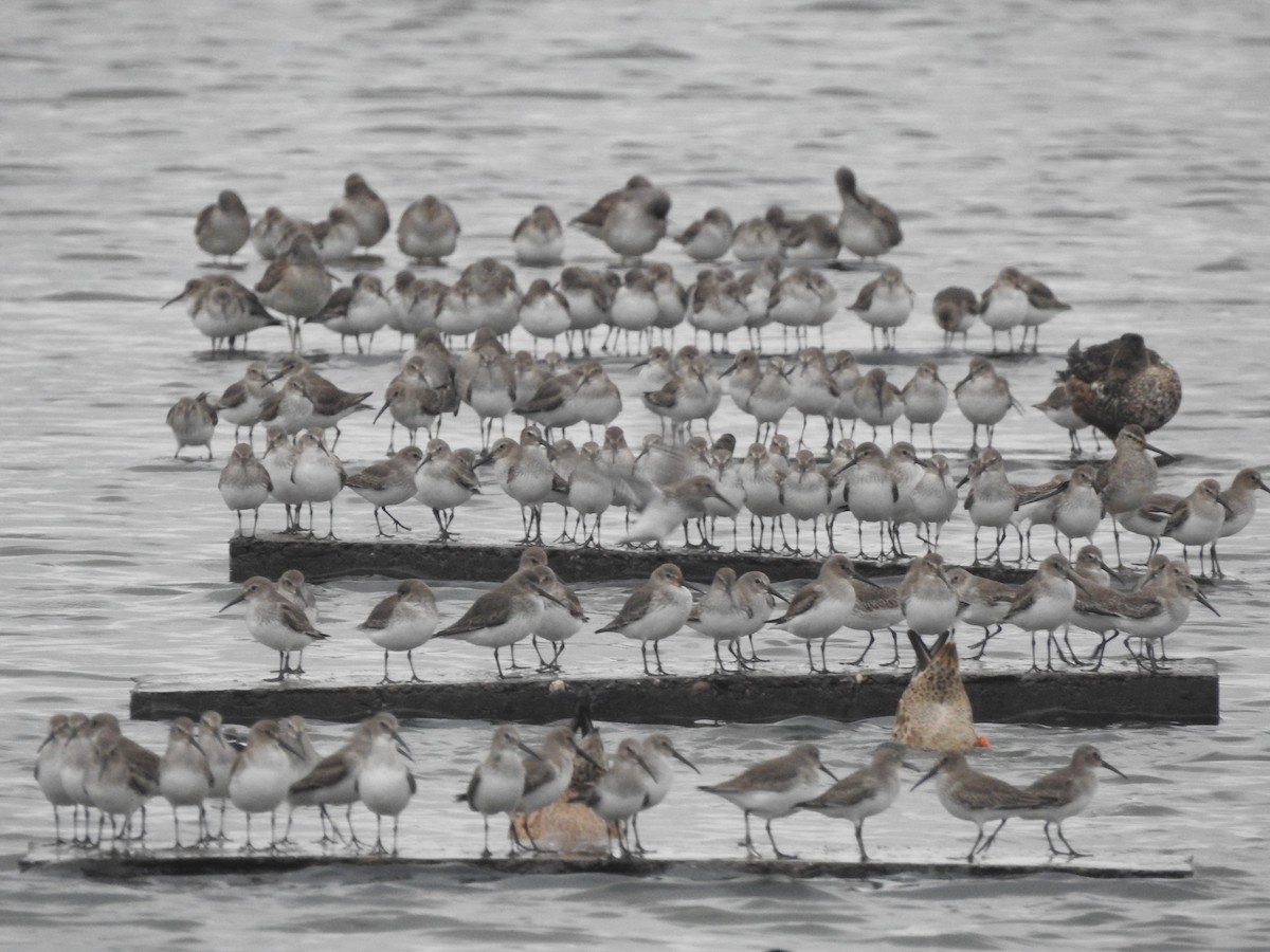 Dunlin - ML647059657