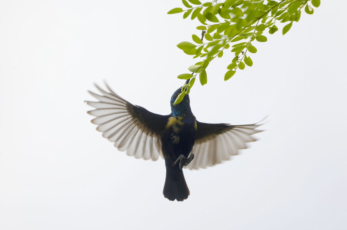 Purple Sunbird - ML647059667