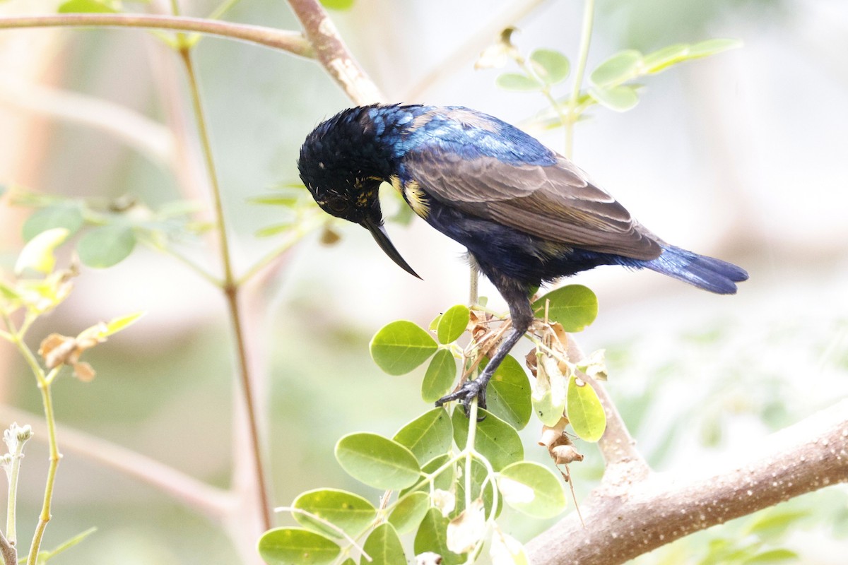 Purple Sunbird - ML647059668