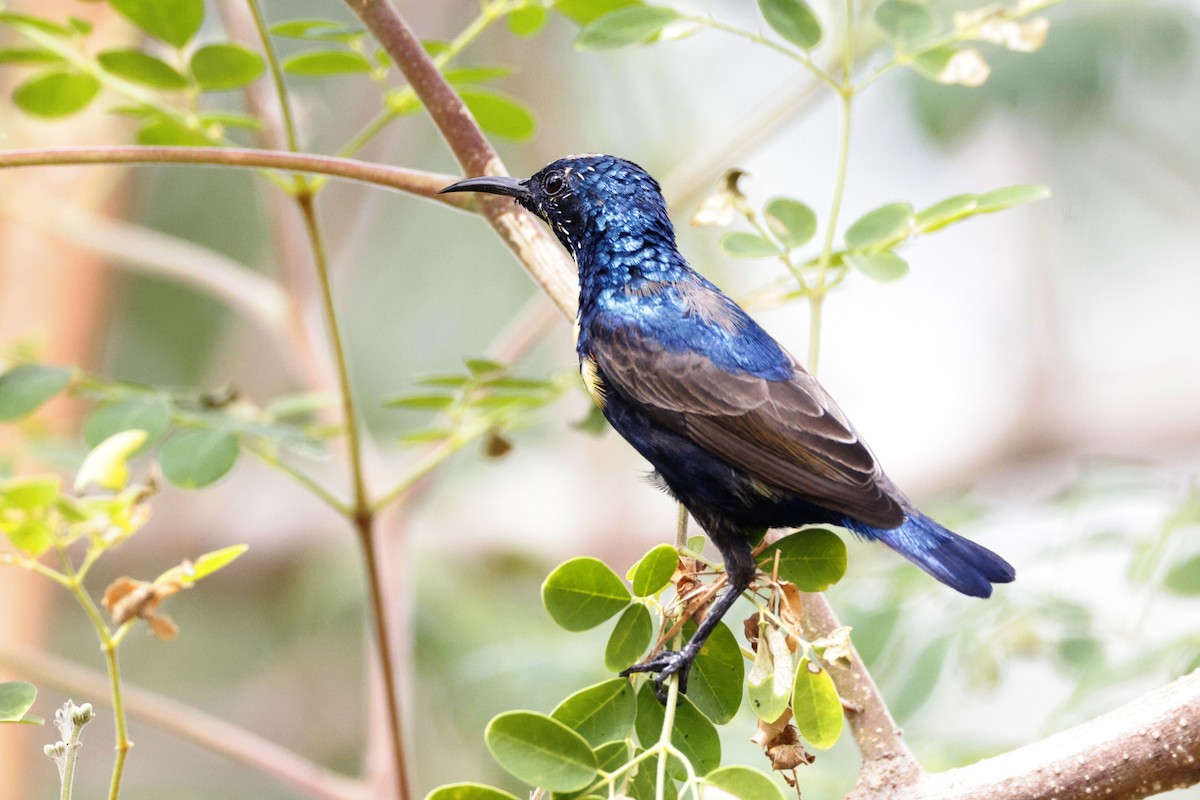 Purple Sunbird - ML647059669