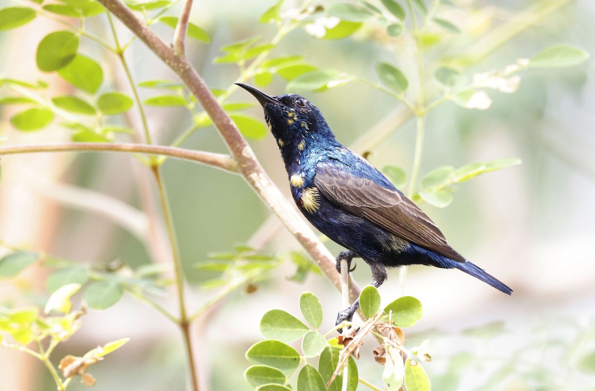 Purple Sunbird - ML647059670