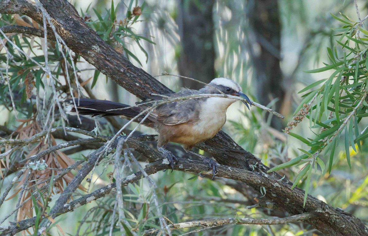 オーストラリアマルハシ - ML647059673