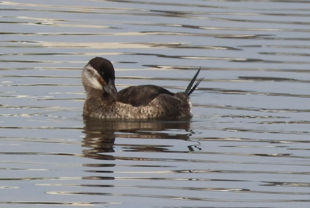 Gobbo della Giamaica - ML647059675