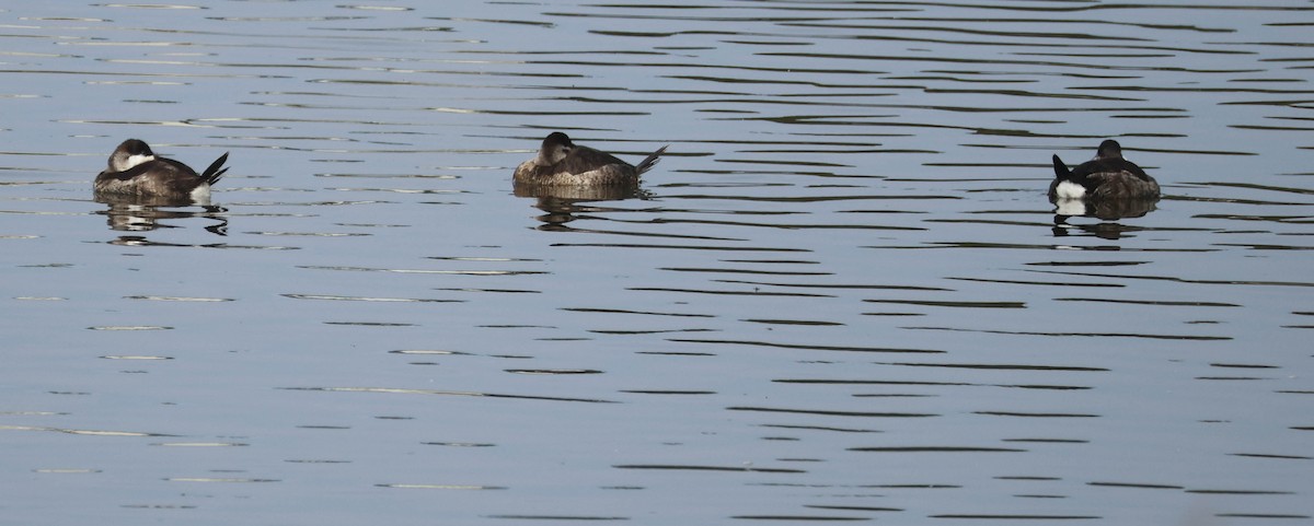 Gobbo della Giamaica - ML647059676