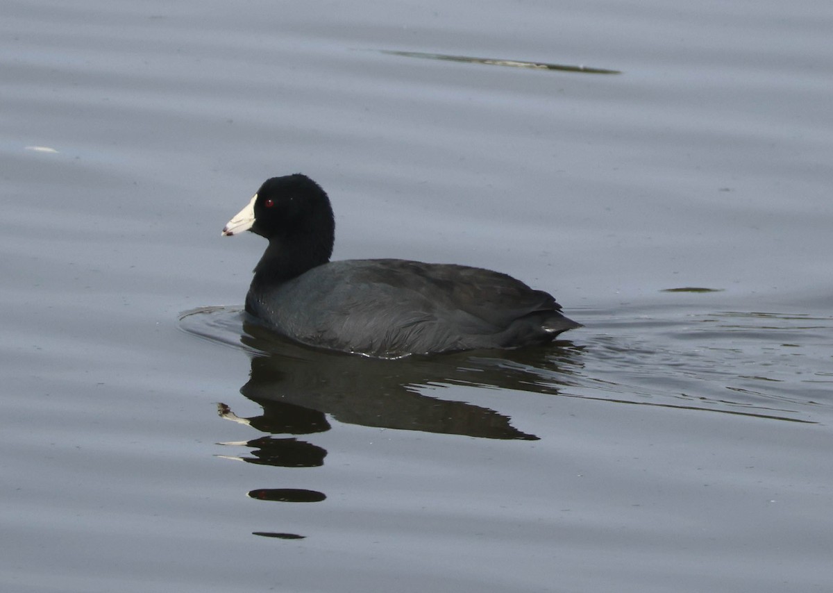 American Coot - ML647059682