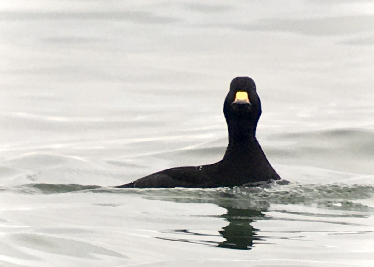 クロガモ - ML647059686