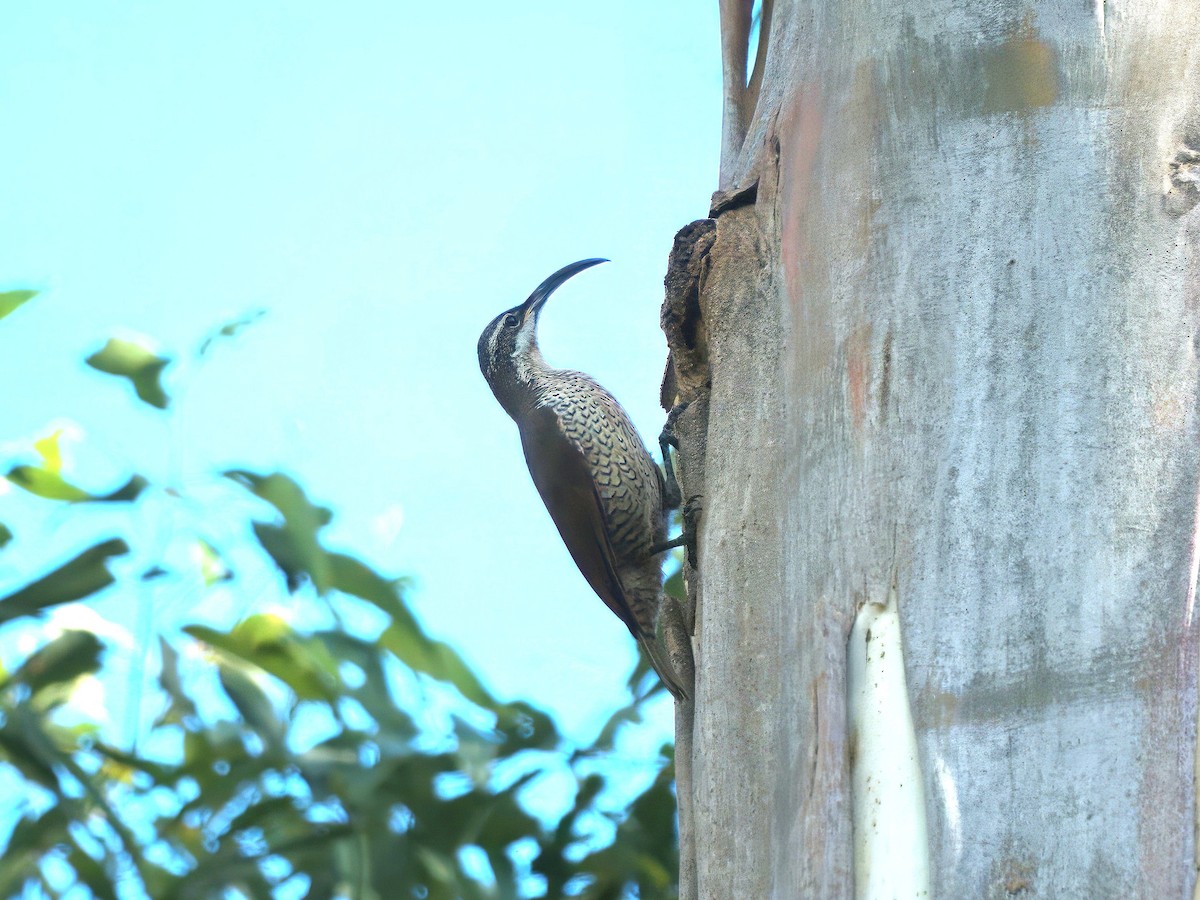 Paradise Riflebird - ML647059699