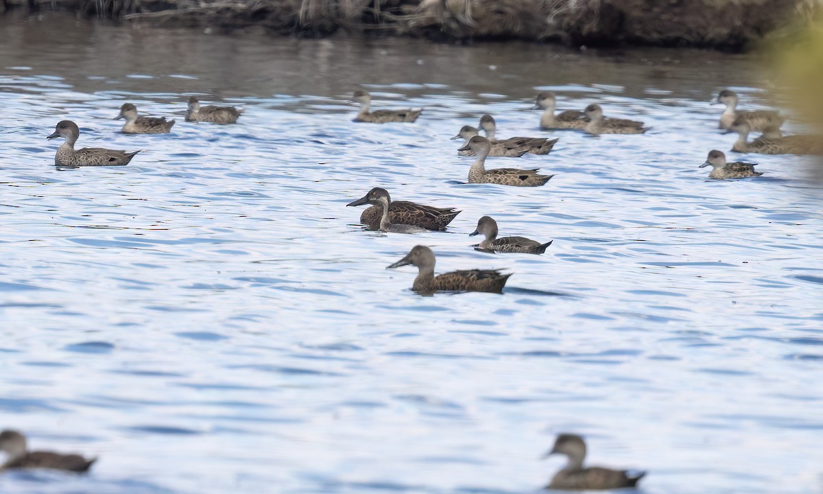 Австралийская широконоска - ML647059700