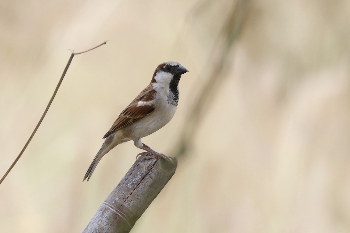 House Sparrow - ML647059702