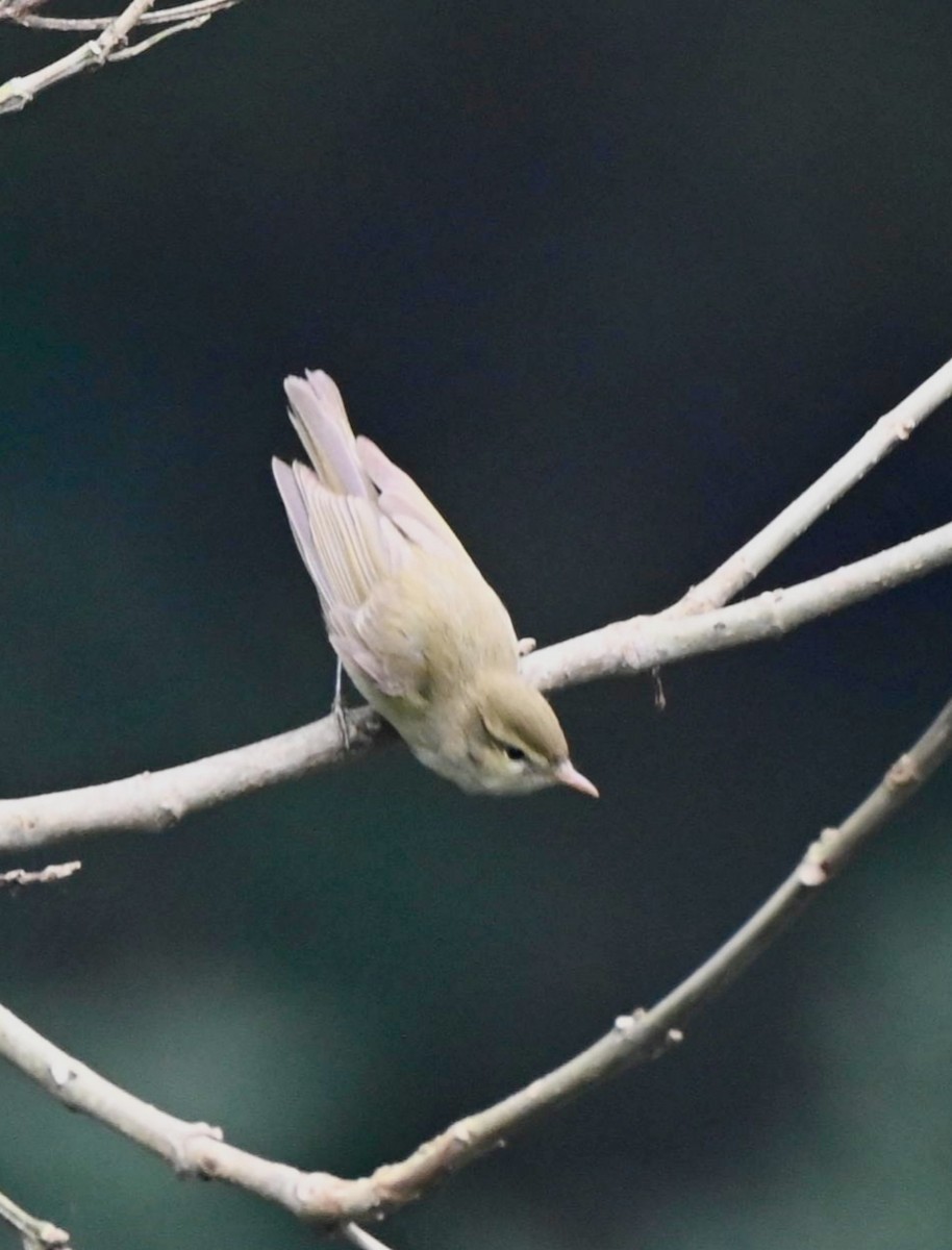 budníček zelený - ML647059703