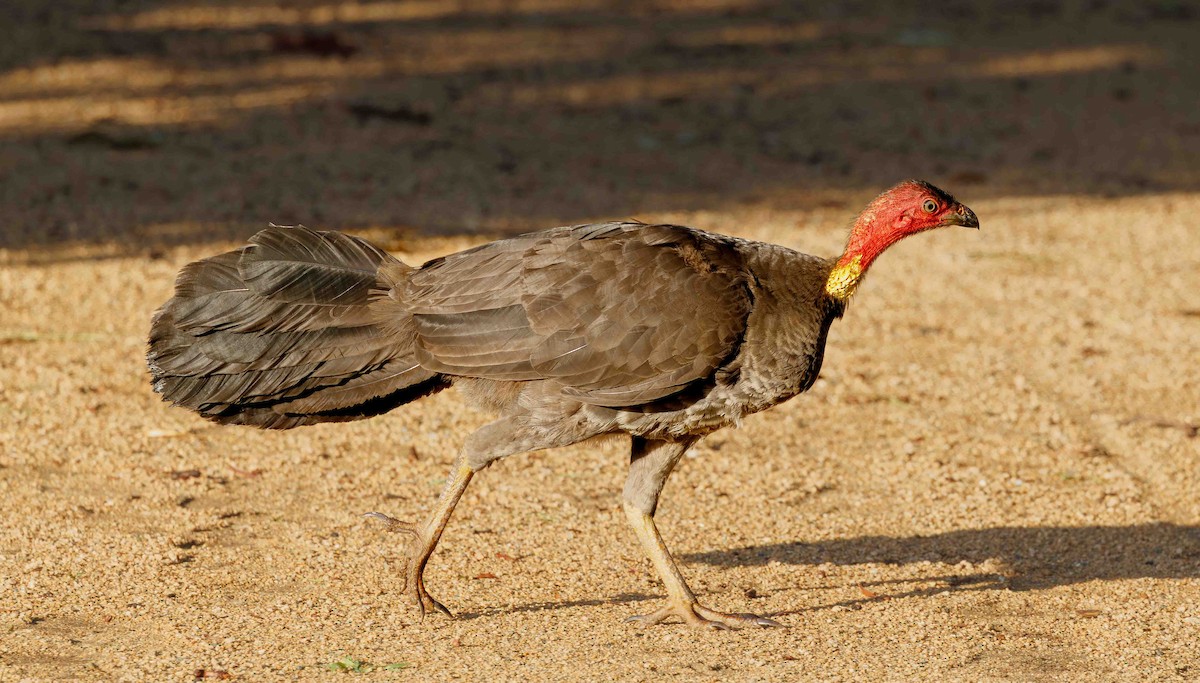 Australian Brushturkey - ML647059705