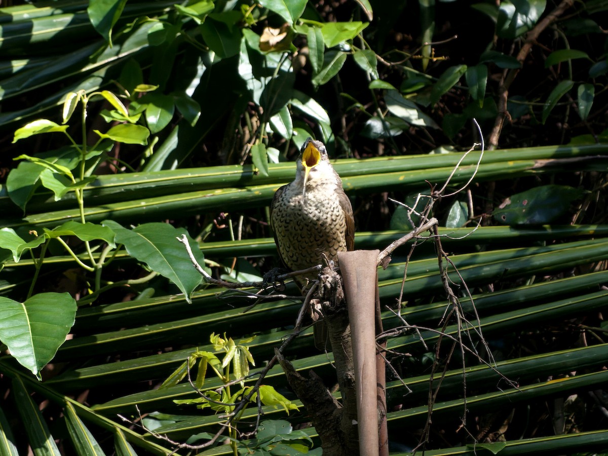 Paradise Riflebird - ML647059706