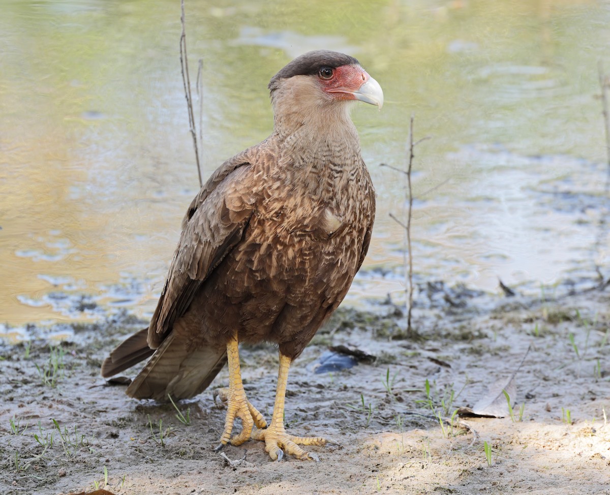 Crested Caracara - ML647059707