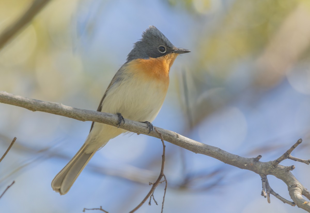 Leaden Flycatcher - ML647059710