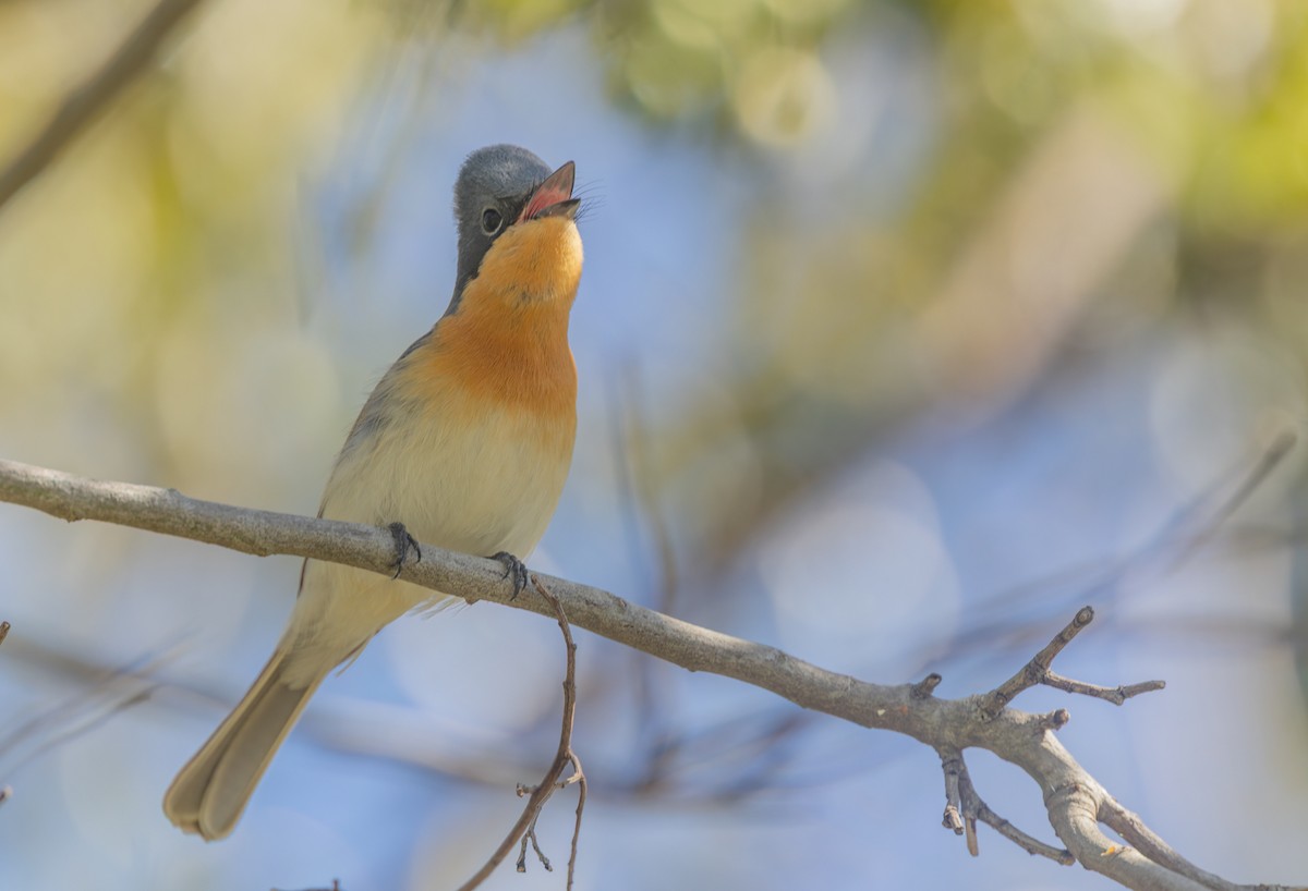 Leaden Flycatcher - ML647059711