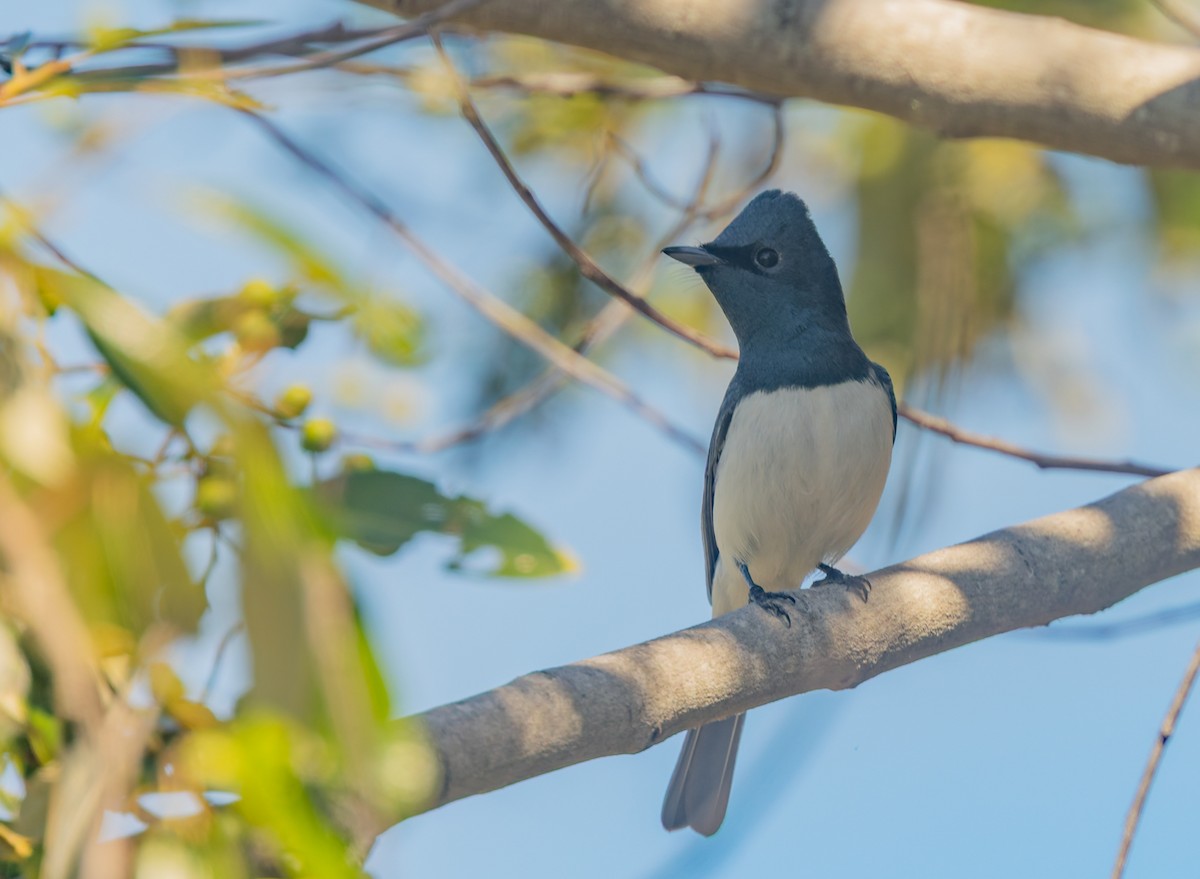 Leaden Flycatcher - ML647059712