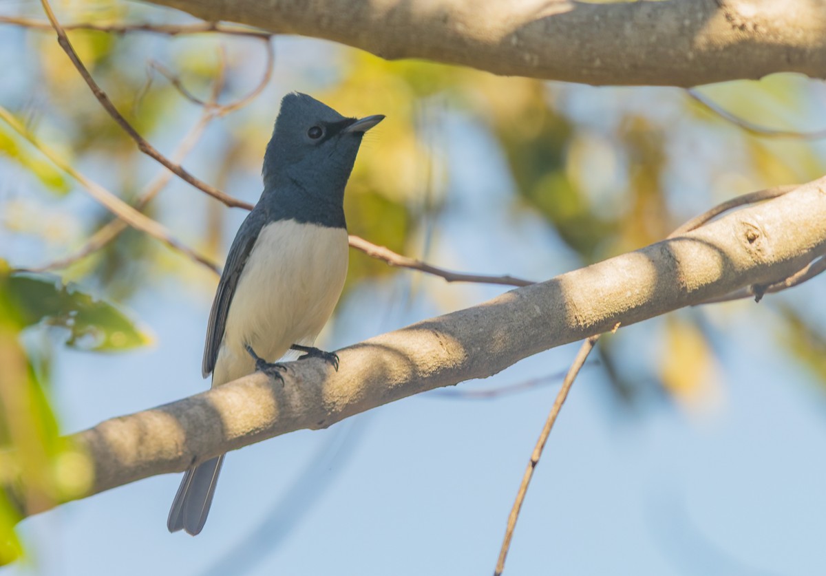 Leaden Flycatcher - ML647059713