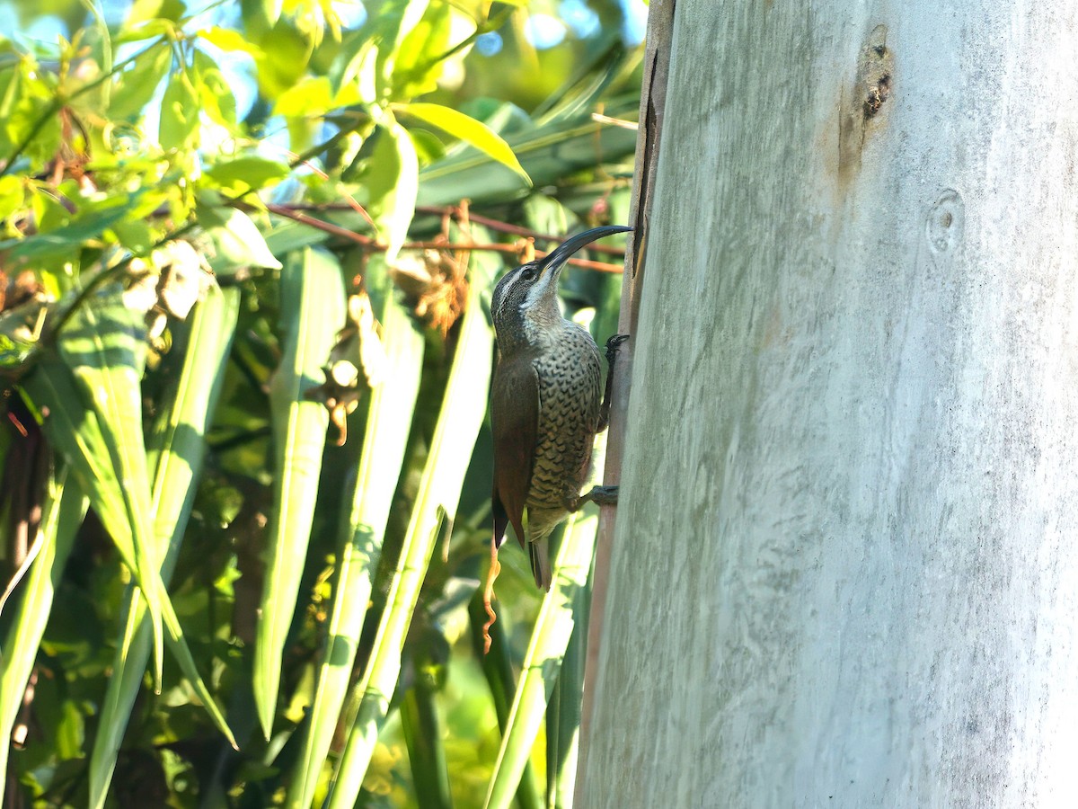 Paradise Riflebird - ML647059715
