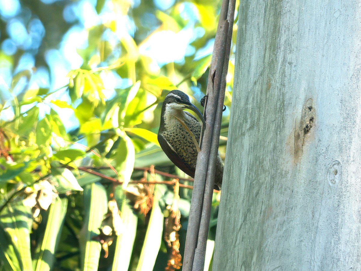 Paradise Riflebird - ML647059719