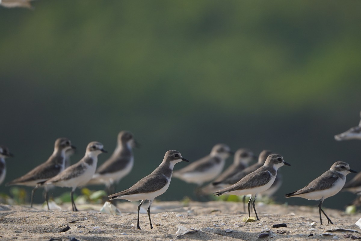 Tibet Cılıbıtı - ML647059721